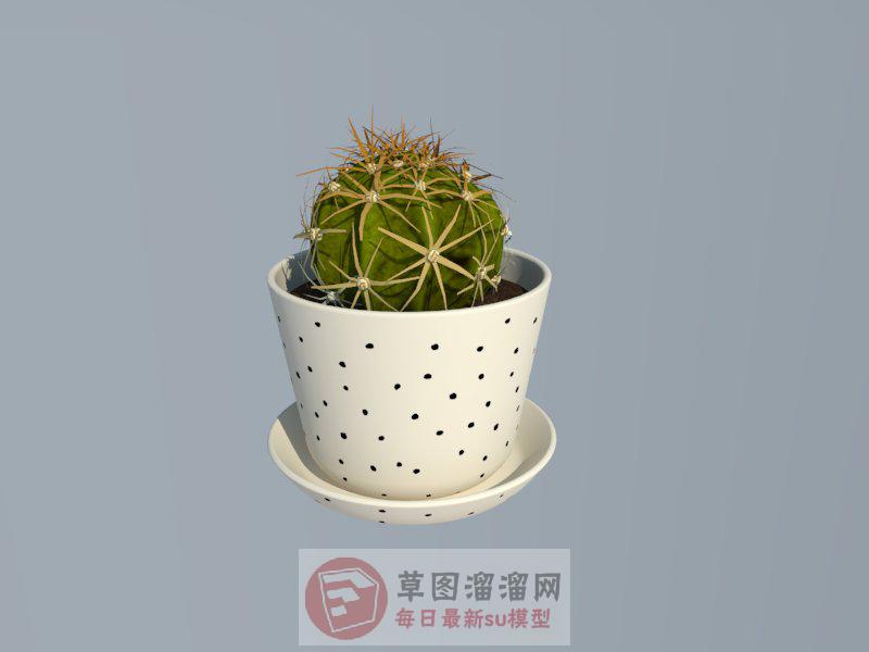 仙人球植物花盆SU模型