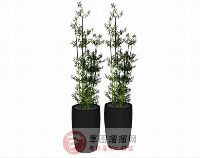 花瓶植物竹子SU模型