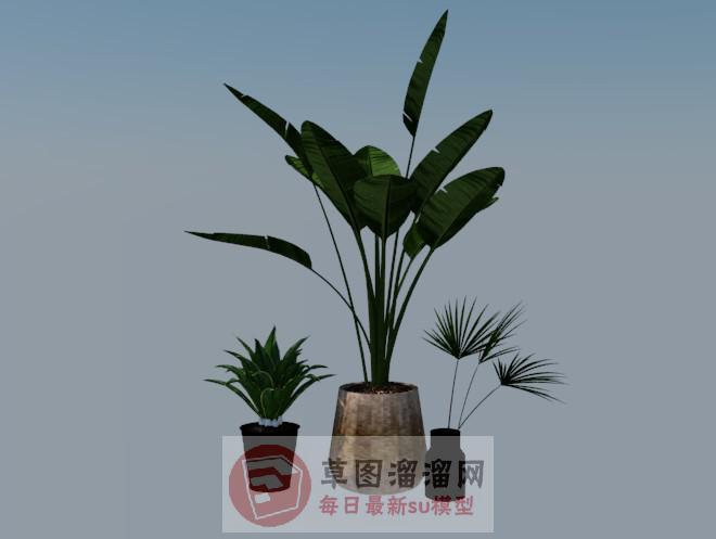 花盆植物SU模型
