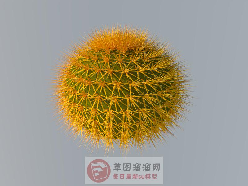 仙人球仙人掌SU模型
