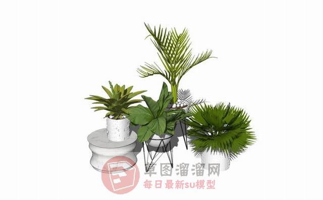 花盆盆栽植物SU模型