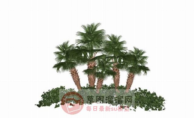 椰树配景树SU模型
