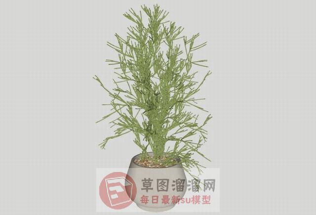 花盆盆栽SU模型