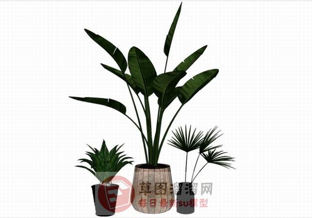 植物花盆花瓶SU模型