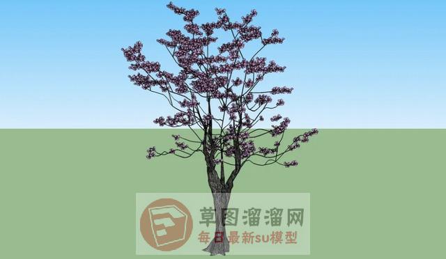 樱花树桃树SU模型