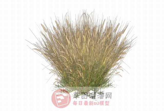 小草草堆植物SU模型