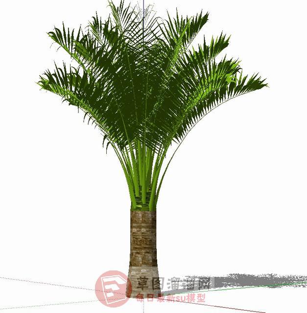 棕榄树风景树SU模型