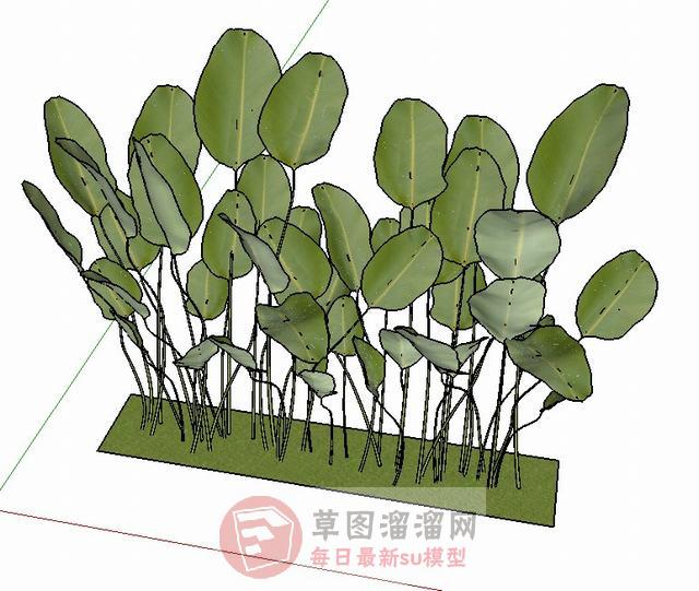 装饰植物叶子SU模型