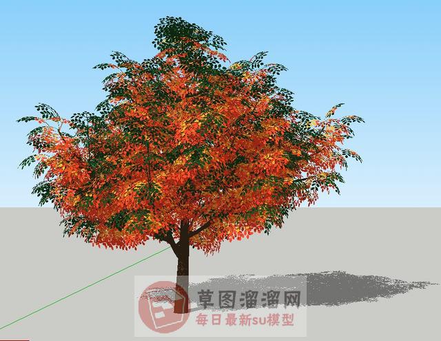 枫叶树树木SU模型