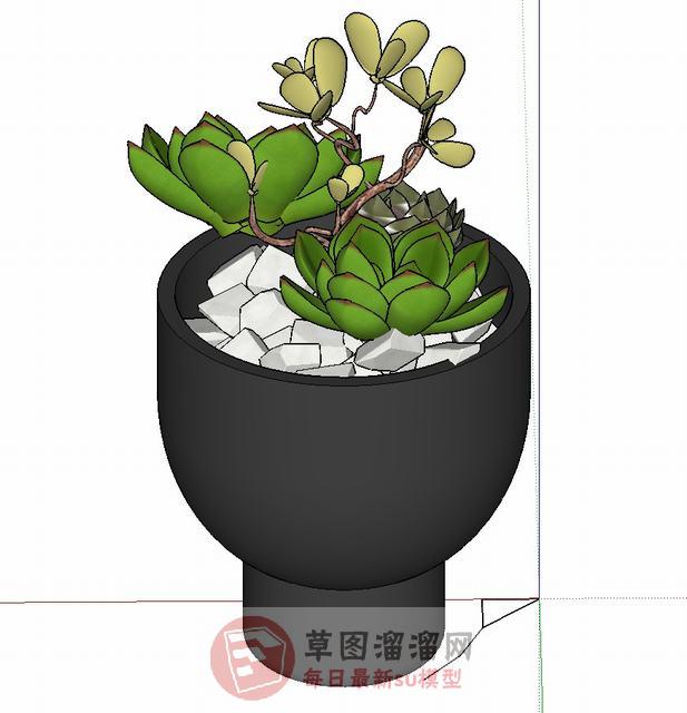 多肉植物盆栽SU模型