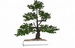 植物盆景盆栽SU模型
