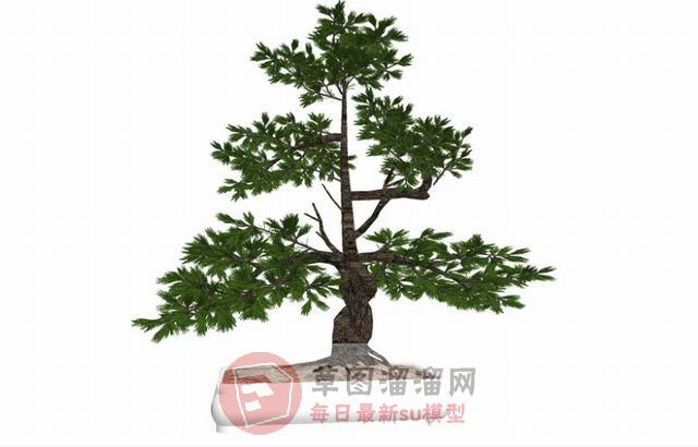 植物盆景盆栽SU模型