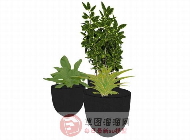 盆栽花盆植物SU模型
