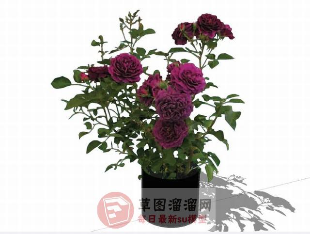 摆件花瓶植物SU模型