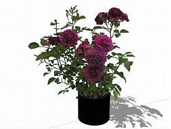 摆件花瓶植物SU模型