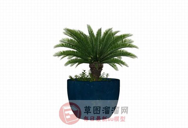 铁树花盆植物SU模型