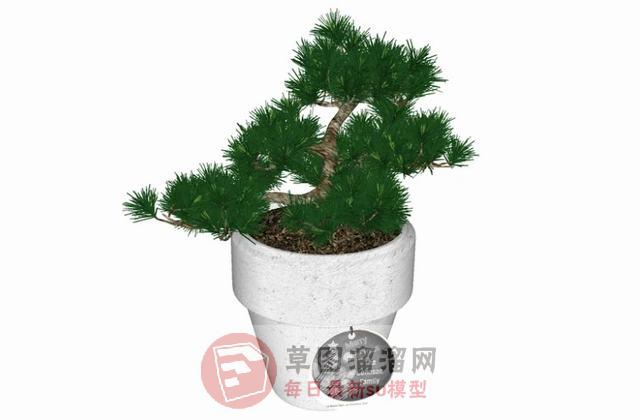 盆栽植物花盆SU模型