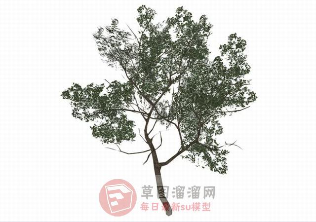 3D精细树木SU模型