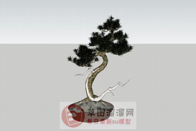 迎客松盆景盆栽SU模型