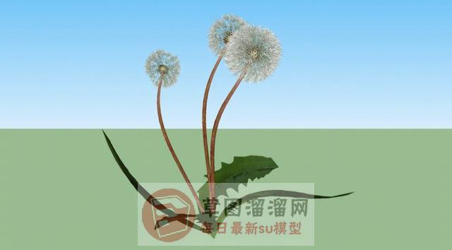 蒲公英植物SU模型