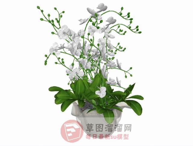花盆植物盆栽SU模型