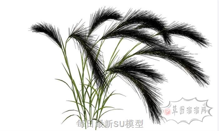 毛草植物SU模型