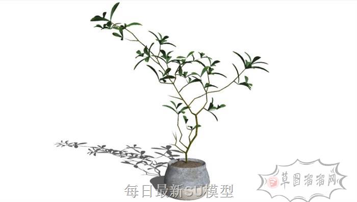 装饰花瓶植物SU模型