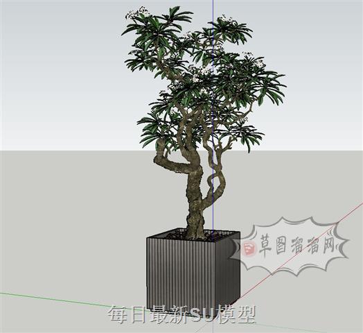盆景盆栽植物SU模型