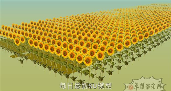 2D向日葵植物SU模型