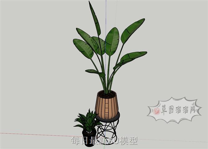 花盆植物SU模型
