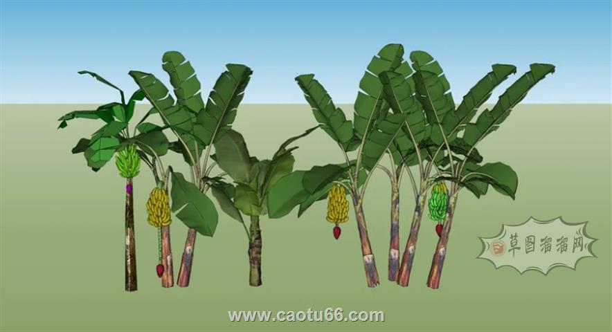 芭蕉树香蕉树树SU模型