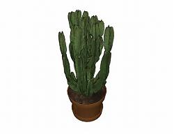 仙人掌花盆植物SU模型