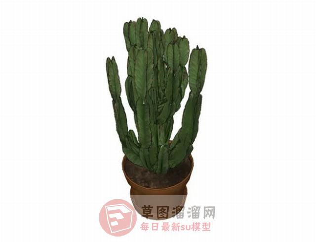 仙人掌花盆植物SU模型