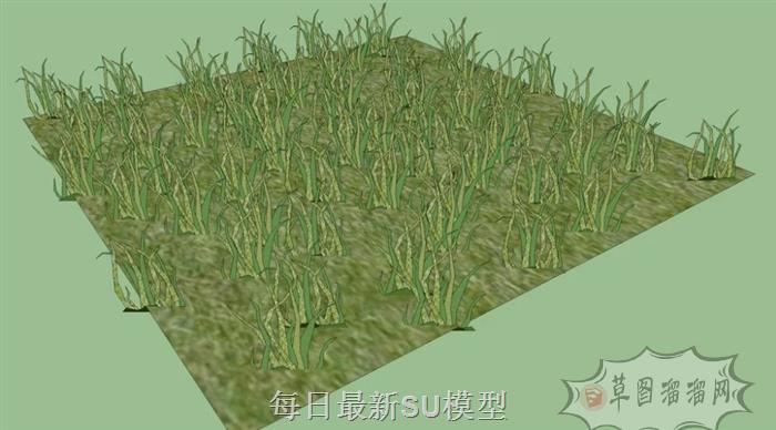 驼驼草植物草SU模型