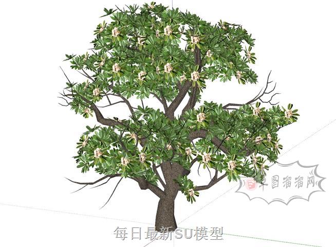 树木树植物SU模型