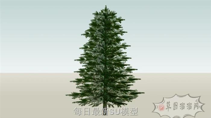 松树树SU模型