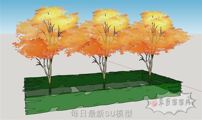 冬青植物树SU模型