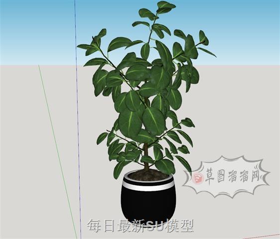 花盆盆景盆栽SU模型
