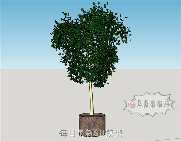 果树花盆植物SU模型