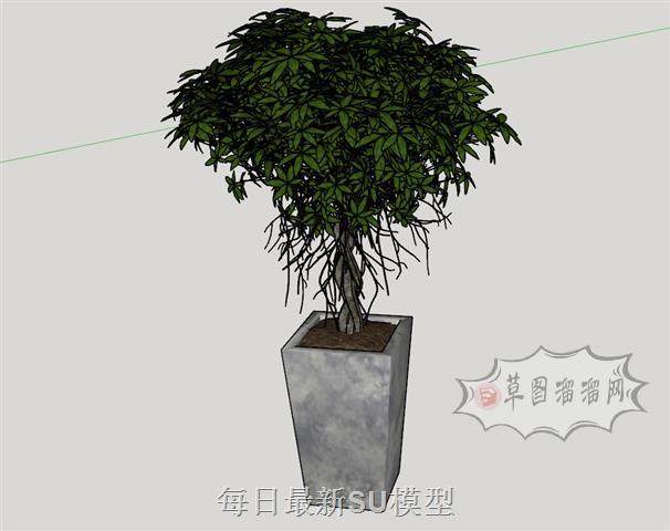 盆栽盆景花盆SU模型