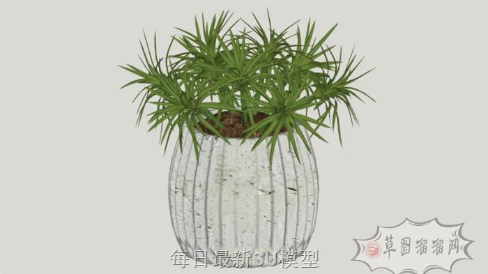 花盆植物盆景SU模型