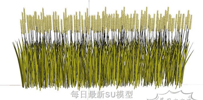 水稻稻谷小麦SU模型