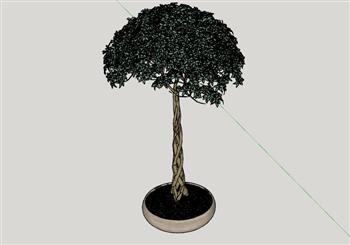 盆景盆栽植物SU模型