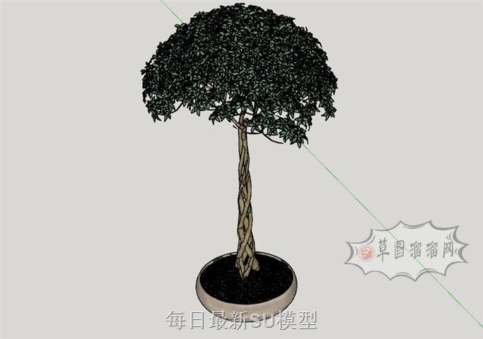 盆景盆栽植物SU模型