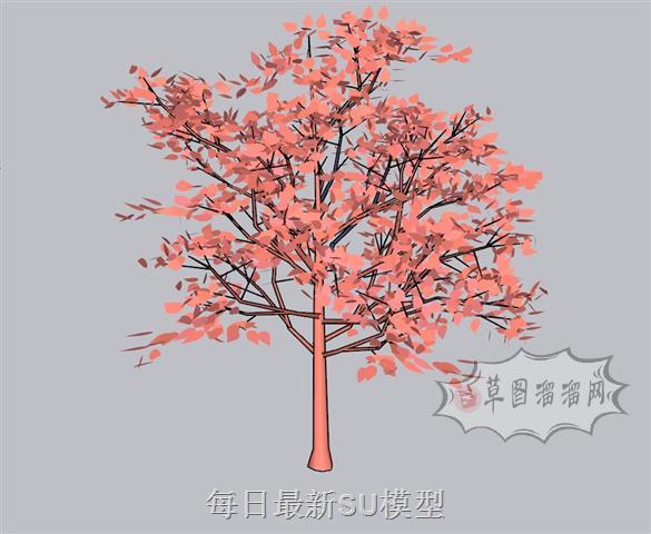 红叶树SU模型