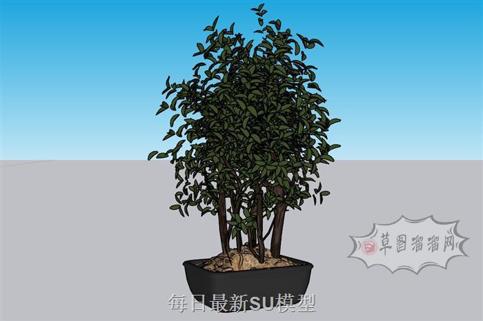 花盆盆景植物SU模型