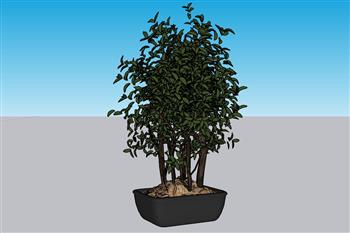 花盆盆景植物SU模型