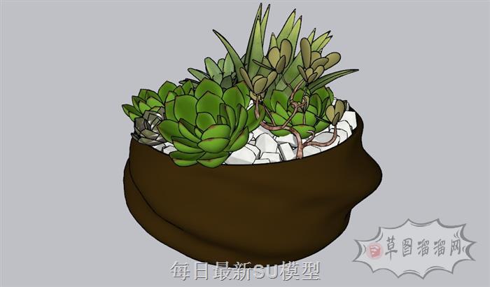 多肉植物花盆SU模型