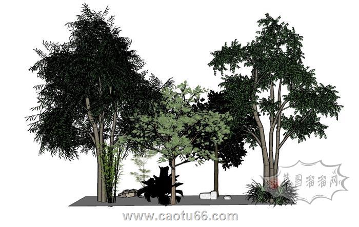植物SU模型