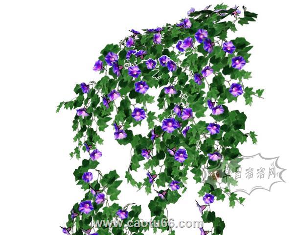 喇叭花牵牛花植物SU模型